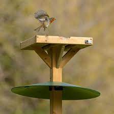Get 5% in rewards with club o! Squirrel Proof Bird Table Squirrel Baffle Rspb Shop