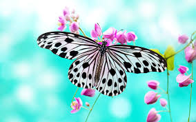 I want some cool wallpapers.if you knew please write the link. Beautiful Butterfly Wallpaper Examples To Put On Your Desktop Background