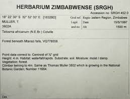 Image result for Telosma africana