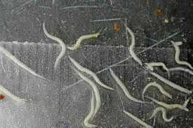 Dies hängt unter anderem von der anzahl der aufgenommenen parasiten ab. Parasiten Im Darm Verstehen Erkennen Loswerden