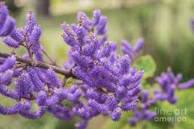 Image result for Tetradenia