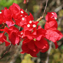 Image result for Bougainvillea sp. cultivar