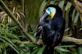 Terlepas dari gambar motif ekor murai batu meme burung ini selain bisa membuat orang tertawa gambar lucu tentang burung ini di nilai juga bisa digunakan untuk mengungkapkan keinginan. 5 Fakta Tentang Burung Enggang Si Paruh Besar Yang Terancam Punah