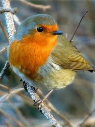 Robin Redbreasts Are Gorgeous Ausgestopftes Tier Niedliche Vogel Vogel Als Haustiere