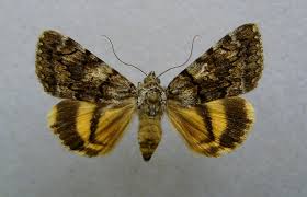 Image result for Catocala electa