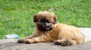 Check its ears periodically and wipe them with a soft wet cloth if they look dirty. Berger Des Pyrenees Caractere Education Origine Sante Budget Et Prix