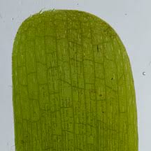 Image result for Thalassia hemprichii