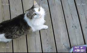 Réseau vigilance chien perdu trouvé sur facebook france pet alert réseaux sociaux pert alerte sos. Pet Alert Deux Chats Perdus Au Touquet Et A Camiers