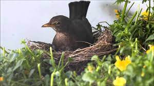 Vogel Oasen Deine Vogel Werden Es Dir Danken