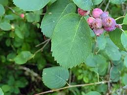 Image result for Amelanchier alnifolia