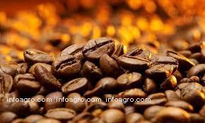 To flight bomber jacket killua x gon. Cafes Lista De Empresas De Cafes Direcciones Y Telefono