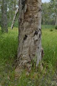 Image result for Melaleuca leucadendron