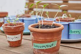 You can utilize it either as a salad or in a sandwich. How To Grow Cucumbers From Seed