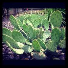 If you are looking for an affordable way to start your own succulent collection, or if you are. 9 Michigan Cactus Ideas Cactus Michigan Plants