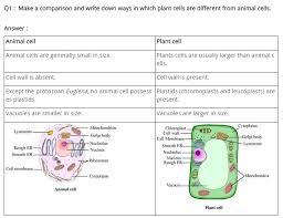 Ncert Solutions For Class 9 Science The Fundamental Unit Of Life Science Fundamental Life
