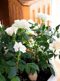 If this happens your plants can dry out in just a few hours. 36 Raising Indoor Miniature Roses Ideas Planting Roses Growing Roses Mini Roses