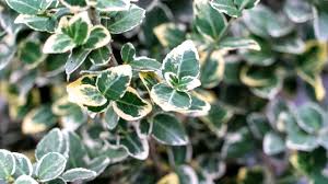 Image result for Euonymus fortunei