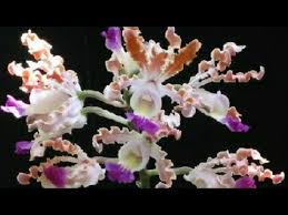 Image result for genero schomburgkia