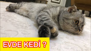 Evde Kedi Beslenir Mi Milyonluk Araba Garajim Youtube