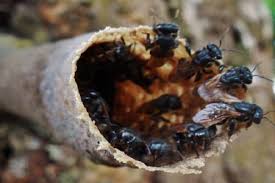 Panen madu apis melifera di taman agro wisata tubaba bersama pakde maryanto. Tulang Bawang Barat Laman 12 Lampung News Paper