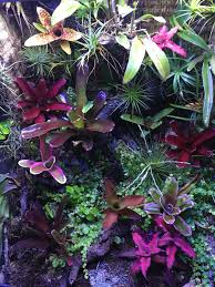 Air Plants And Neoregelias Air Plants Plants Orchids