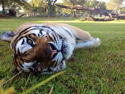 Big Cat Rescue Is Live 24 7 On Webcams Big Cat Rescue