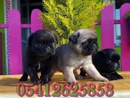 Bursa Kopek Ciftligi Pug Kopek Yavru Pug