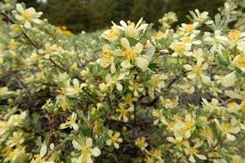 Image result for Polystachya tridentata