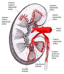 Kidney Anatomy Overview Gross Anatomy Microscopic Anatomy