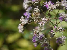 Image result for Dewildemania