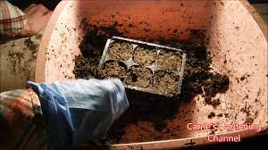 Petunias are an essential addition to hanging baskets. How To Start Million Bells From Seed How To Start Calibrachoa Flowers From Seed Youtube