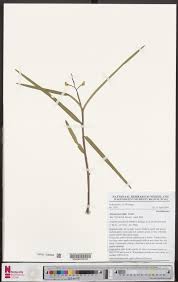 Image result for Polystachya bifida