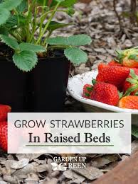 Protection plants from foot traffic, which also prevents soil compaction; Grow Strawberries In Raised Beds Raised Strawberry Beds Growing Strawberries When To Plant Strawberries