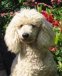 valley view dog breeders poodle pictures