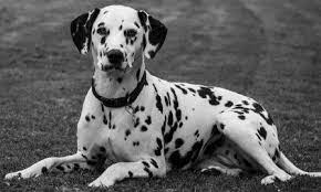 There are tons of different dog mixes in the world today. Dalmatian Pitbull Mix The Complete Guide On Pitmatian Dog Loving Earth