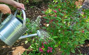 Rain gardens act like a sponge in areas troubled by stormwater drainage and flooding. How To Create A Rain Garden The Home Depot