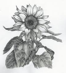 Langkah selanjutnya buat kelopak bunga matahari, tentukan awal untuk membuat kelopak bunga matahari. 25 Sketsa Bunga Matahari Yang Mudah Di Gambar Pelajarindo Com