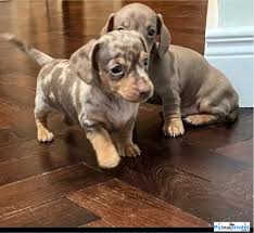 Image result for jezevčík hladkosrstý