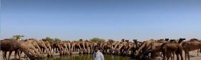 Where are the charms that sages have seen in thy face? Reviving The Thar Desert S Camel Culture Vikalp Sangam