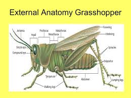 Carapace is a dorsal upper section of the exoskeleton or shell in a number of animal groups the maxillary palps on a grasshopper function as a sensory organ. Chapter 36 Arthropods Chapter 37 Insects Ppt Video Online Download