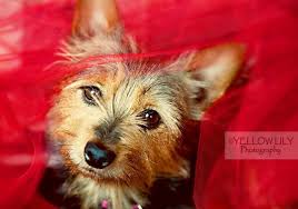 Our building in edwards, illinois. Adopt Holly On Petfinder Yorkshire Terrier Dog Animal Shelter Adoption