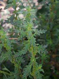 Image result for Dysphania pumilio