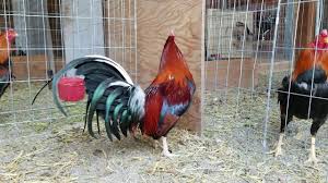 Maybe you would like to learn more about one of these? Allen Round Head Youtube