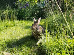 Alimentation Naturelle La Dure Vie Du Lapin Urbain