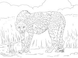 Ausmalbilder Ausmalbilder Gepard Zum Ausdrucken Kostenlos Fur Kinder Und Erwachsene