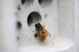 We did not find results for: Solitary Bee Week