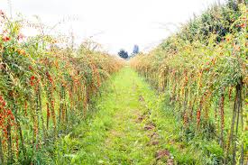 These plants are related to the nightshade family which means they contain high amounts of lectins. U Pick Goji Berry Farm At Taves Farm In Abbotsford Foodgressing