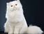 Kucing Flatnose