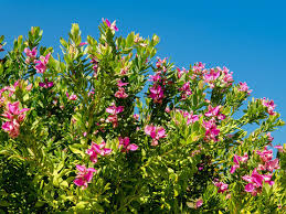 Image result for Polygalaceae