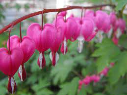 Bleeding Harts Bleeding Heart Flower Bleeding Heart Flower Heart